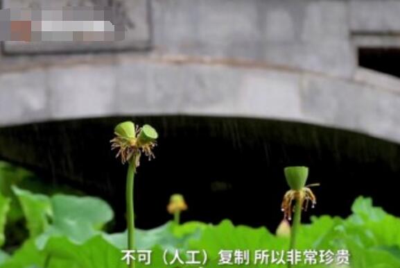 怒了！南京玄武湖并蒂蓮被游客摘下是怎么回事？(圖3)