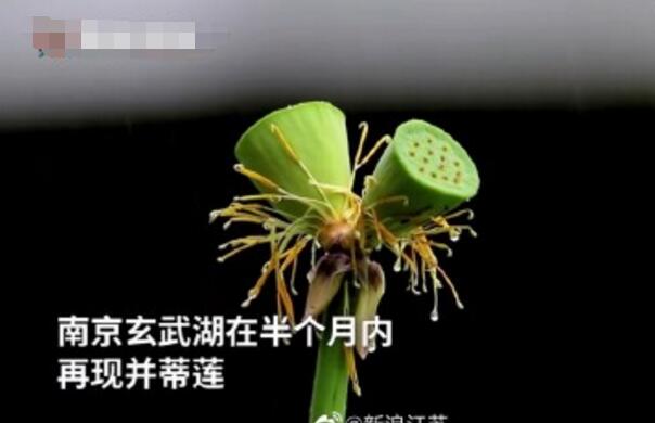 怒了！南京玄武湖并蒂蓮被游客摘下是怎么回事？(圖2)