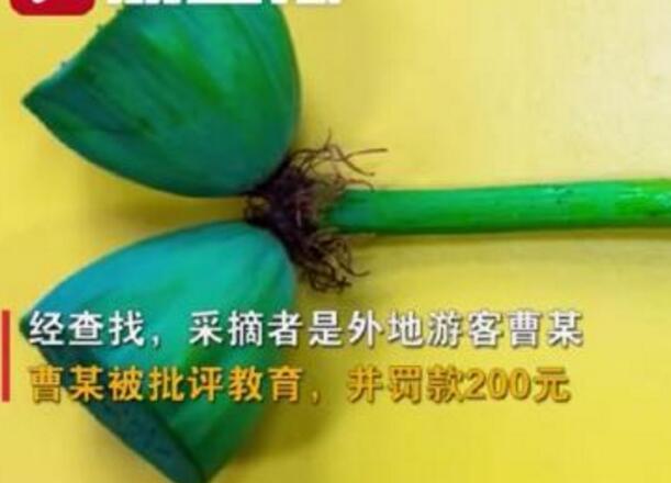 怒了！南京玄武湖并蒂蓮被游客摘下是怎么回事？